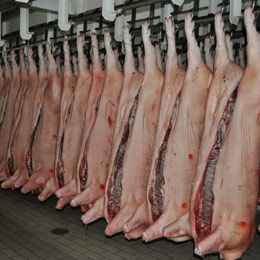 productie carne porc